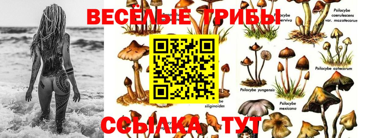 Куйбышев  Галлюциногенные грибы Cubensis  Вход с VPN 